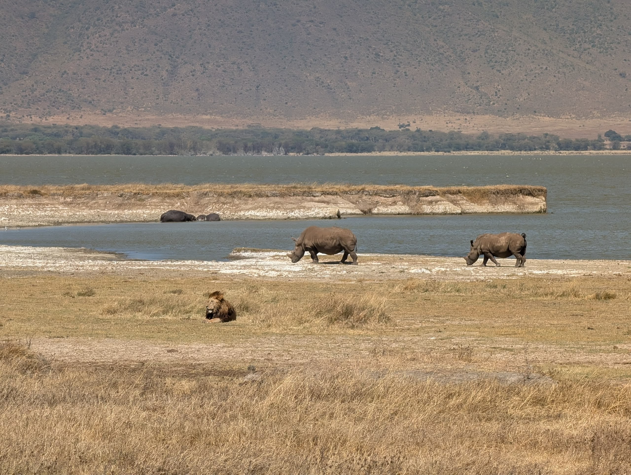 Two rhinos and a lion by the water