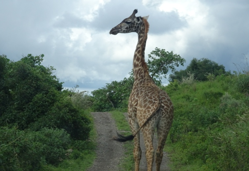 Arusha National Park, photo 2