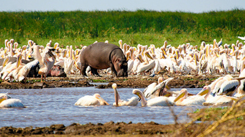 Hippos and pelicans at Lake Manyara