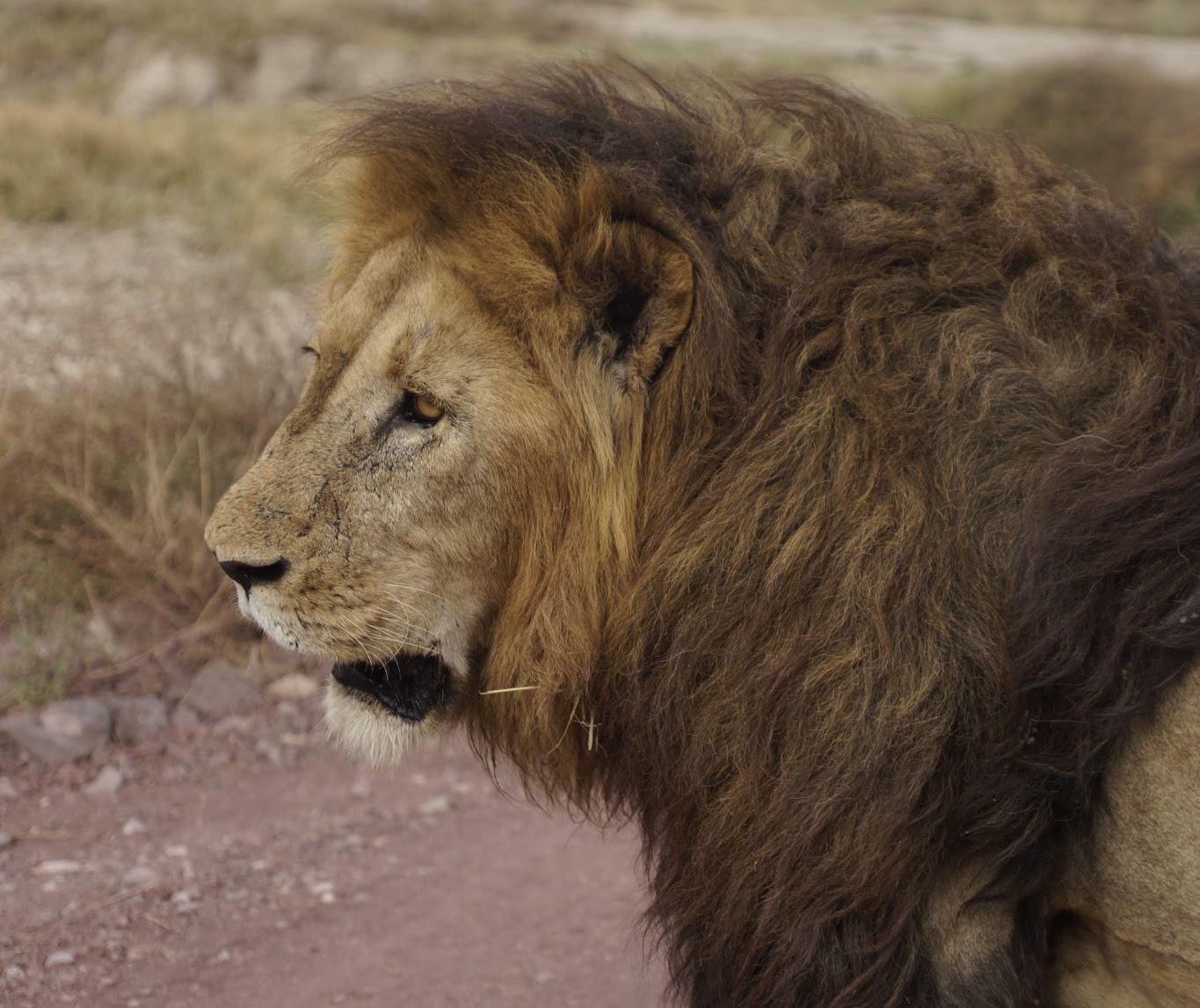 Day Two: Ngorongoro Crater, photo 1