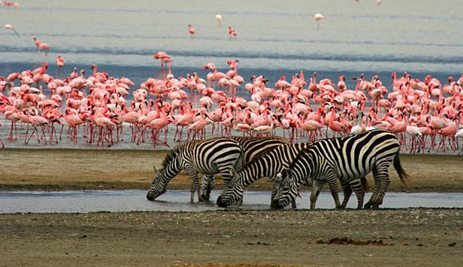 Day 1: Serengeti, photo 1