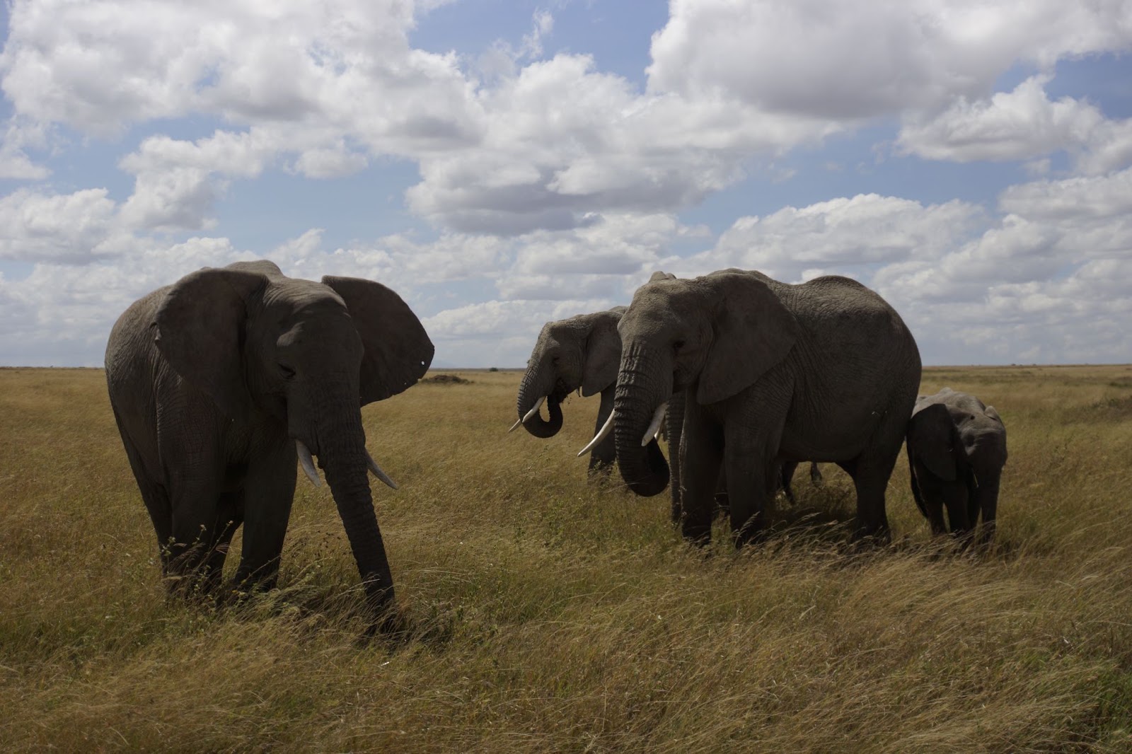 Day 3: Ngorongoro - Moshi, photo 2