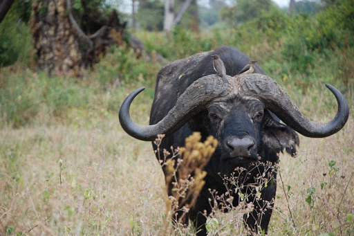 Day 4: Ngorongoro - Moshi, photo 1