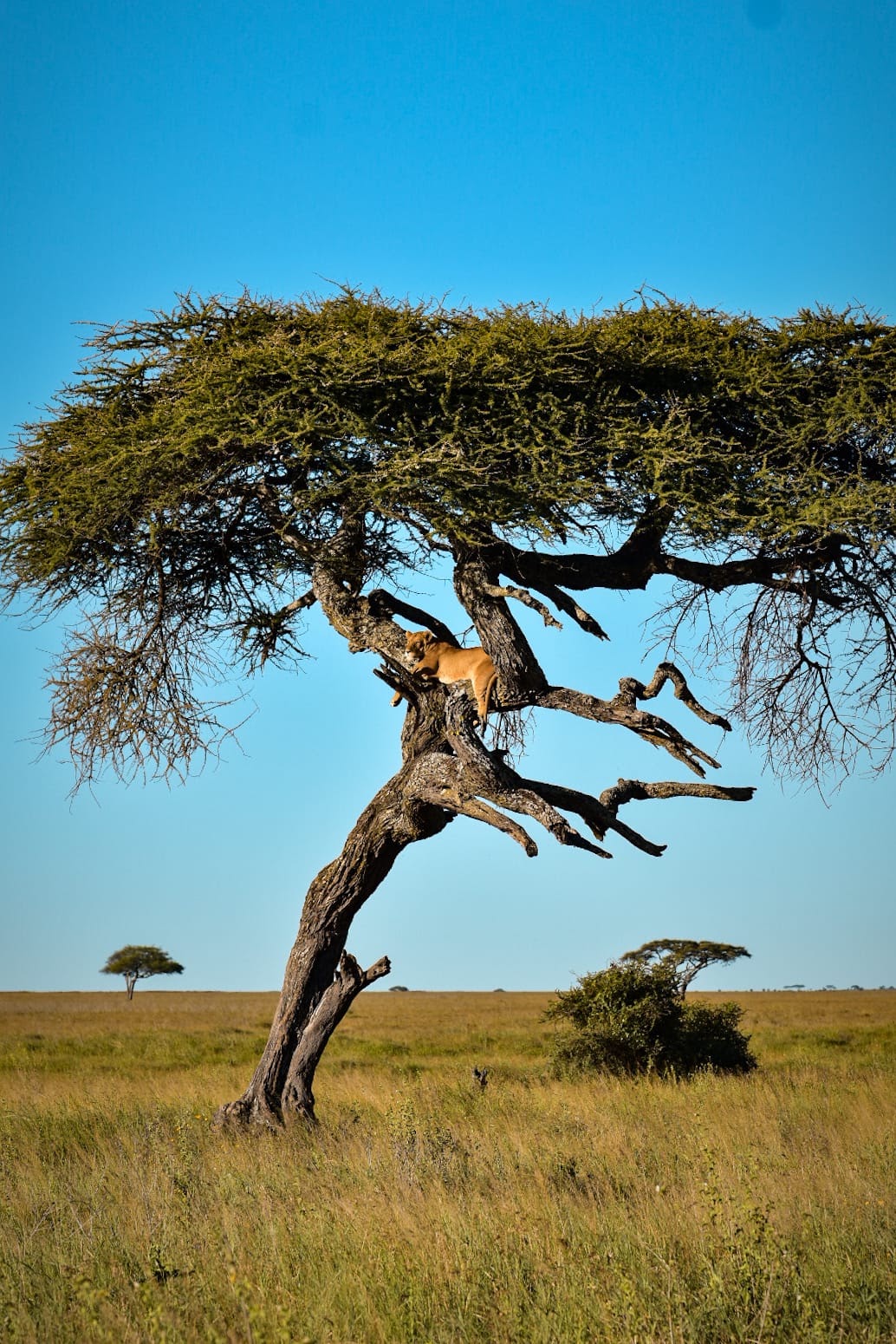 Day 3: Serengeti, photo 1