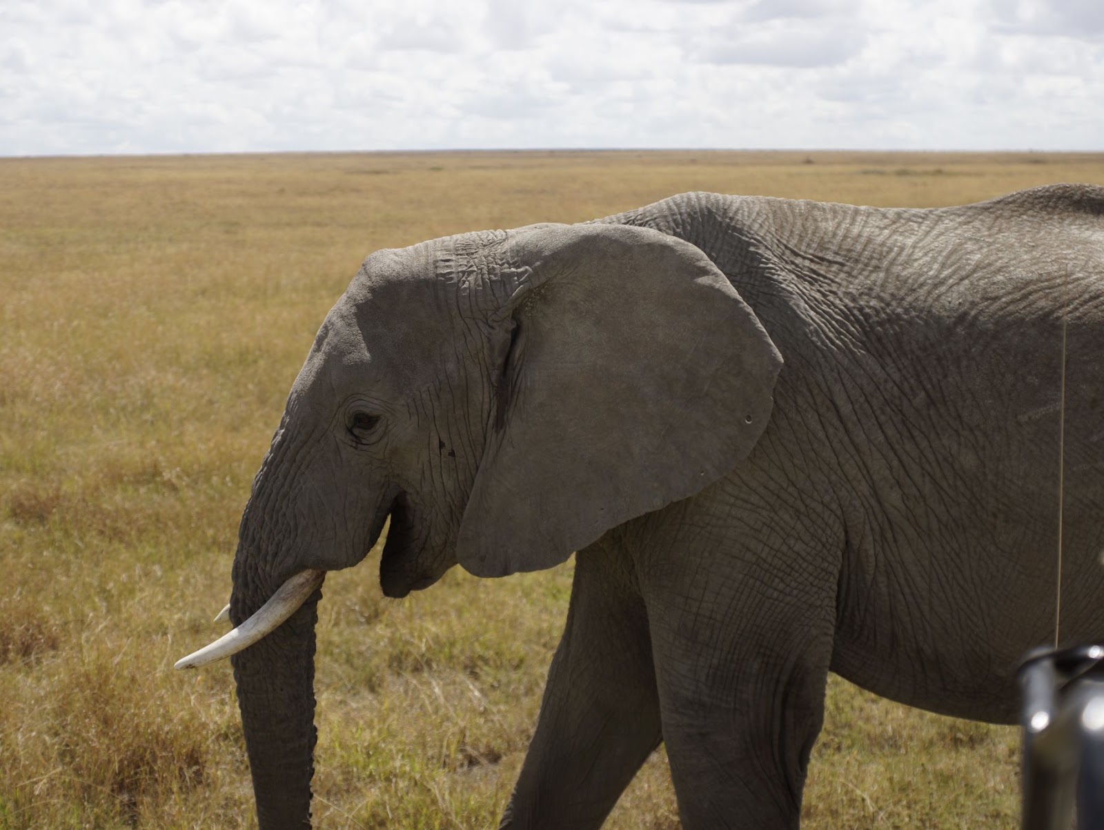 Day 3: Serengeti, photo 3