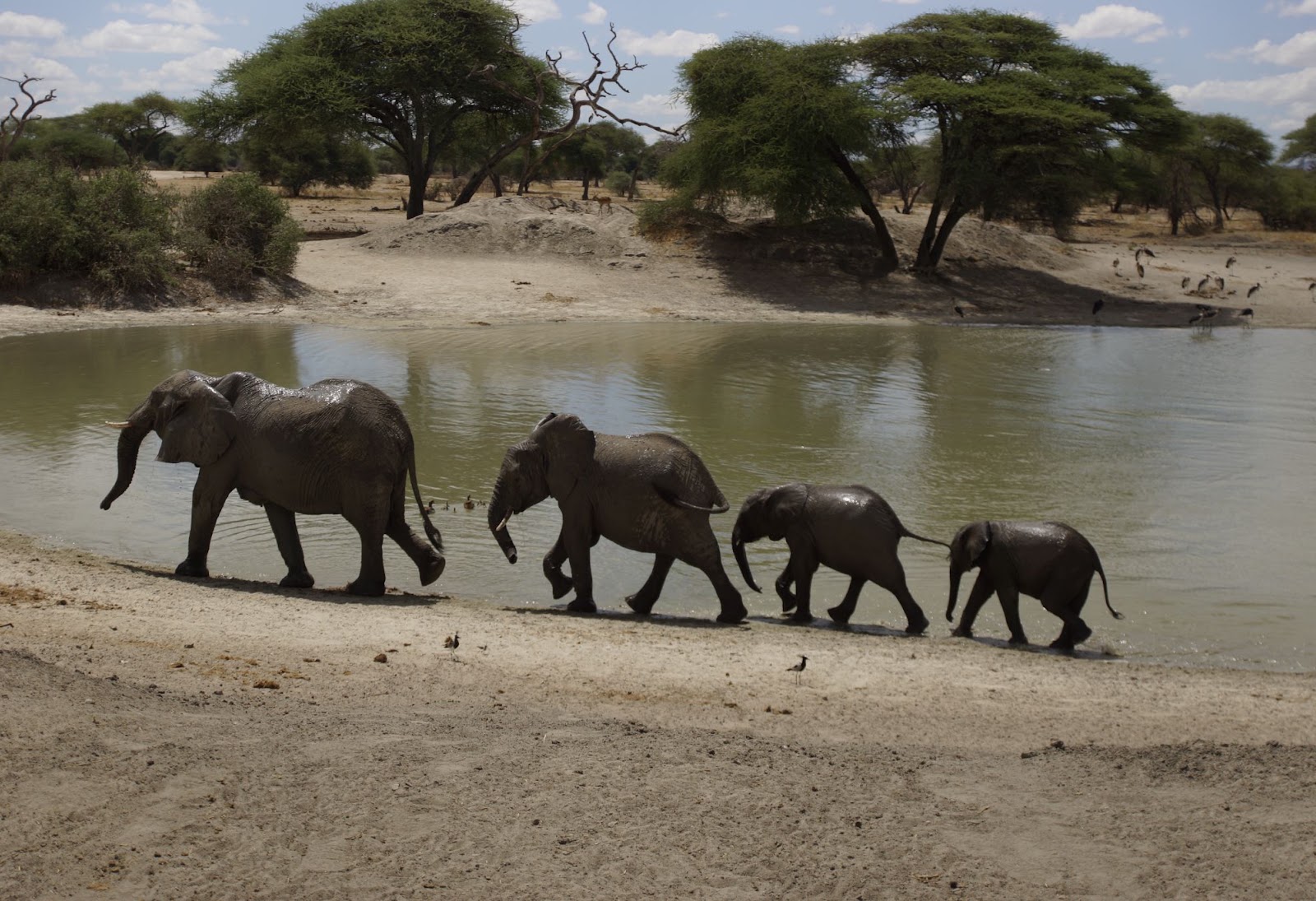 Elephants at a watering hole in Tarangire