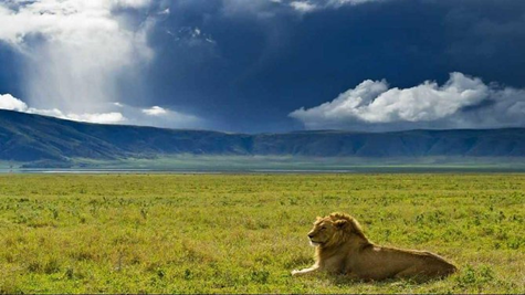A lion on the Ngorongoro crater floor