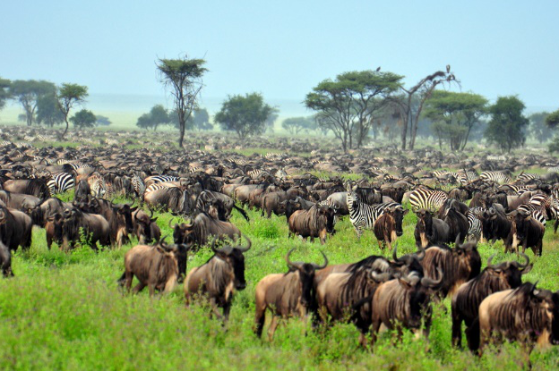 Day 3: Serengeti, photo 2