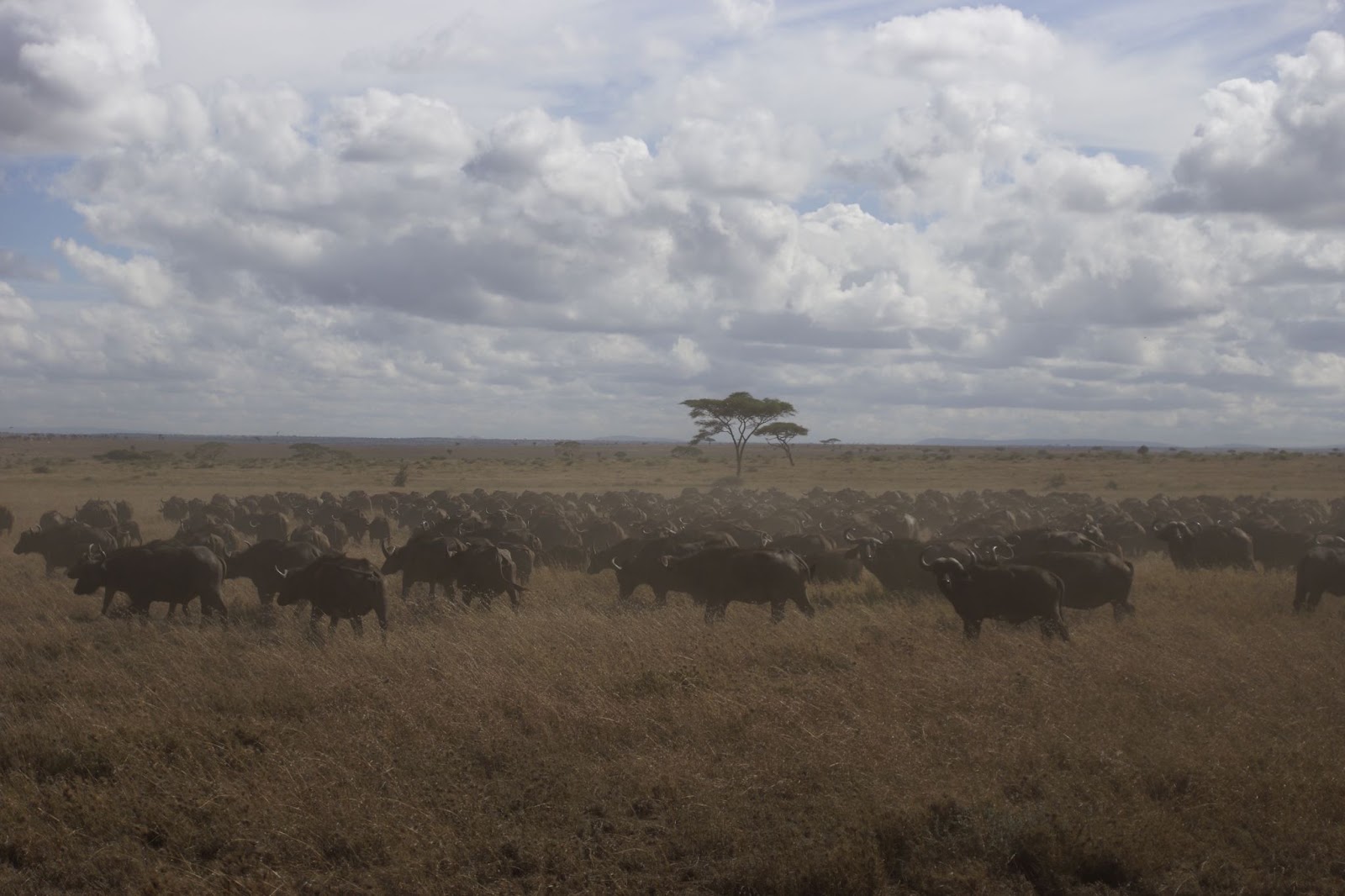 Day 4: Serengeti, photo 2