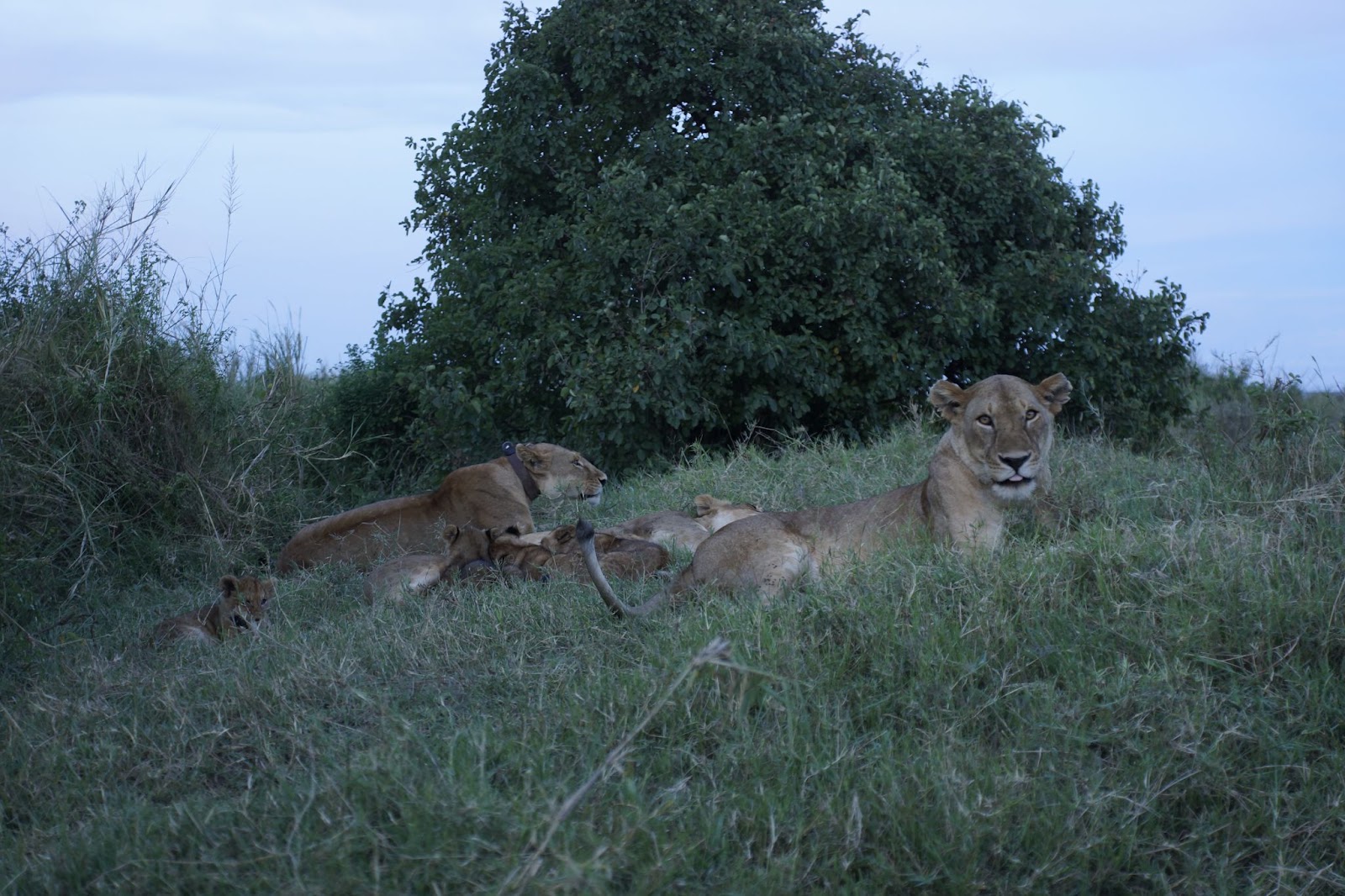 Day 4: Serengeti, photo 3