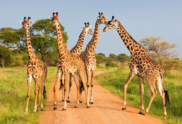 Day 5: Serengeti - Tarangire, photo 2